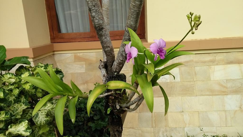 Roemah Canting Homestay Yogyakarta Kültér fotó