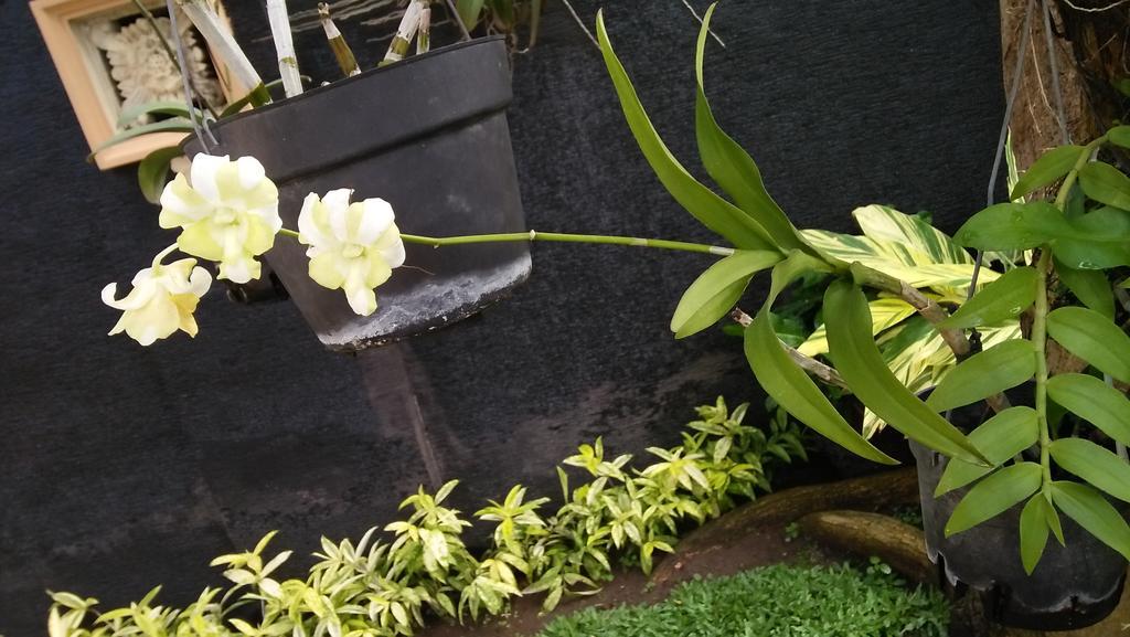Roemah Canting Homestay Yogyakarta Kültér fotó